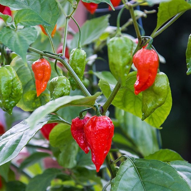 Chilli Ghost Pepper (Bhut Jolokia) - Ladybird Nursery