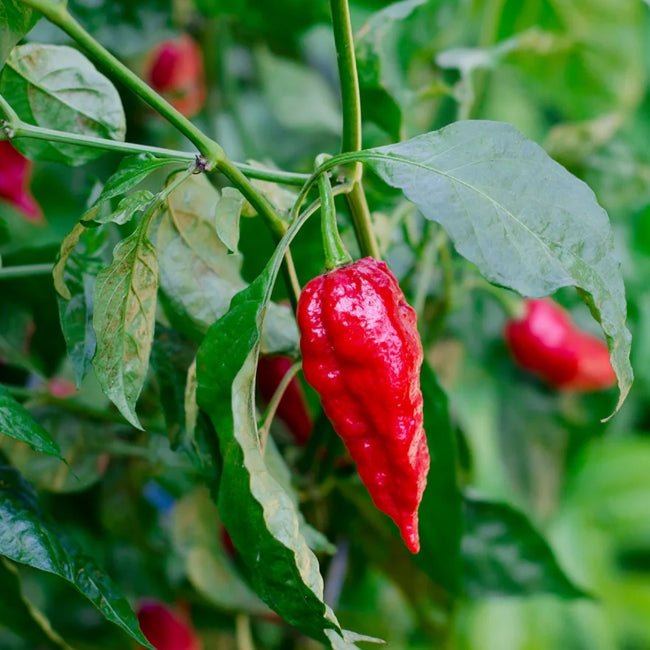 Chilli Ghost Pepper (Bhut Jolokia) - Ladybird Nursery