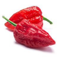 Chilli Ghost Pepper - Ladybird Nursery