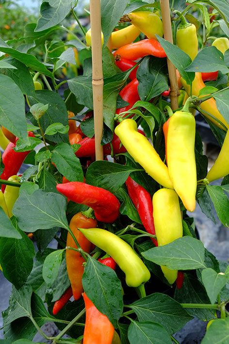 Chilli 'Hungarian Hot Wax'