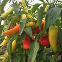 Chilli 'Hungarian Hot Wax'