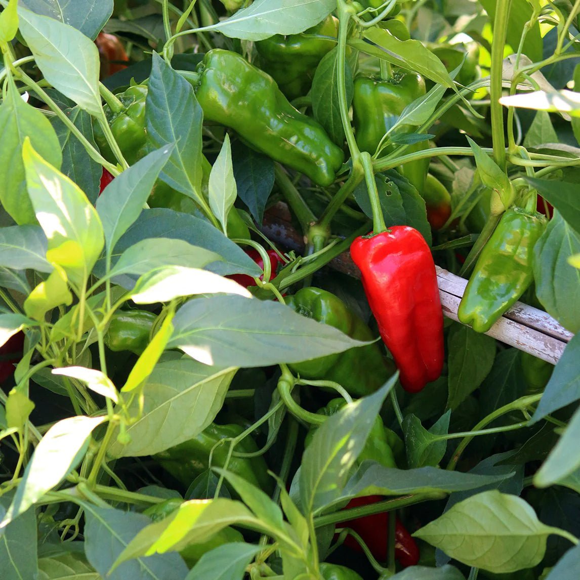 Chilli 'Pimientos De Padron' - Ladybird Nursery