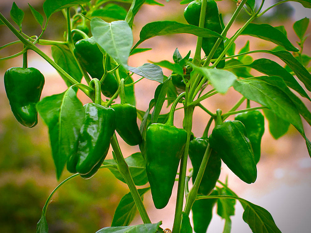 Chilli 'Pimientos De Padron'