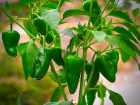 Chilli 'Pimientos De Padron'