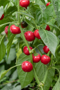 Chilli 'Red Hot Cherry'