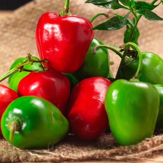 Chilli Rocoto Tree - Ladybird Nursery