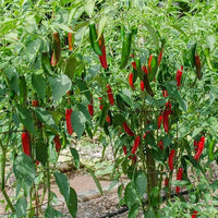 Chilli 'Serrano'