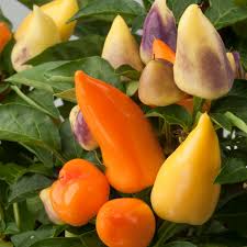 Chilli 'Seville' - Ladybird Nursery