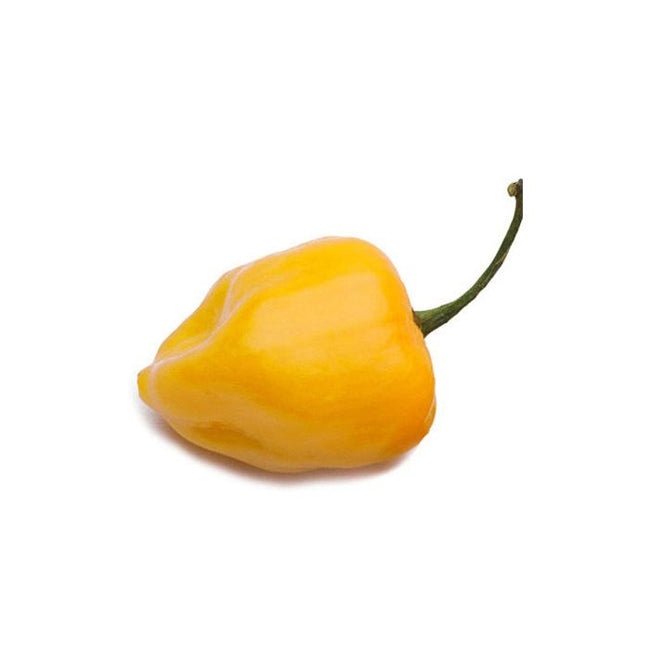 Chilli Yellow Habanero - Ladybird Nursery