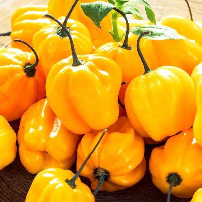 Chilli Yellow Habanero - Ladybird Nursery