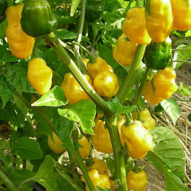 Chilli Yellow Habanero
