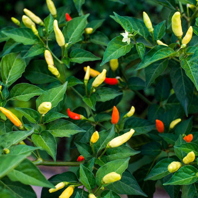 Chilli 'Tabasco' Fruit Tree – Buy Now! – Ladybird Nursery