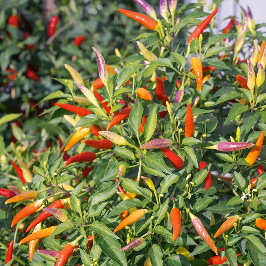 Chilli 'Basket of fire' - Ladybird Nursery