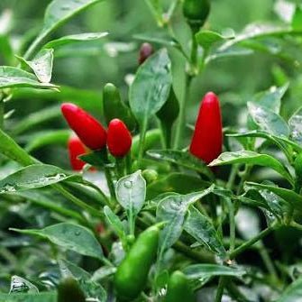 Chilli 'Birdseye' - Large - Ladybird Nursery