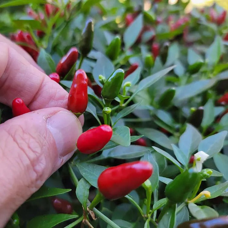 Chilli 'Birdseye' - Ladybird Nursery