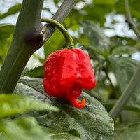 Chilli 'Carolina Reaper' - Ladybird Nursery