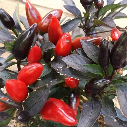 Chilli 'Ebony Fire' - Ladybird Nursery