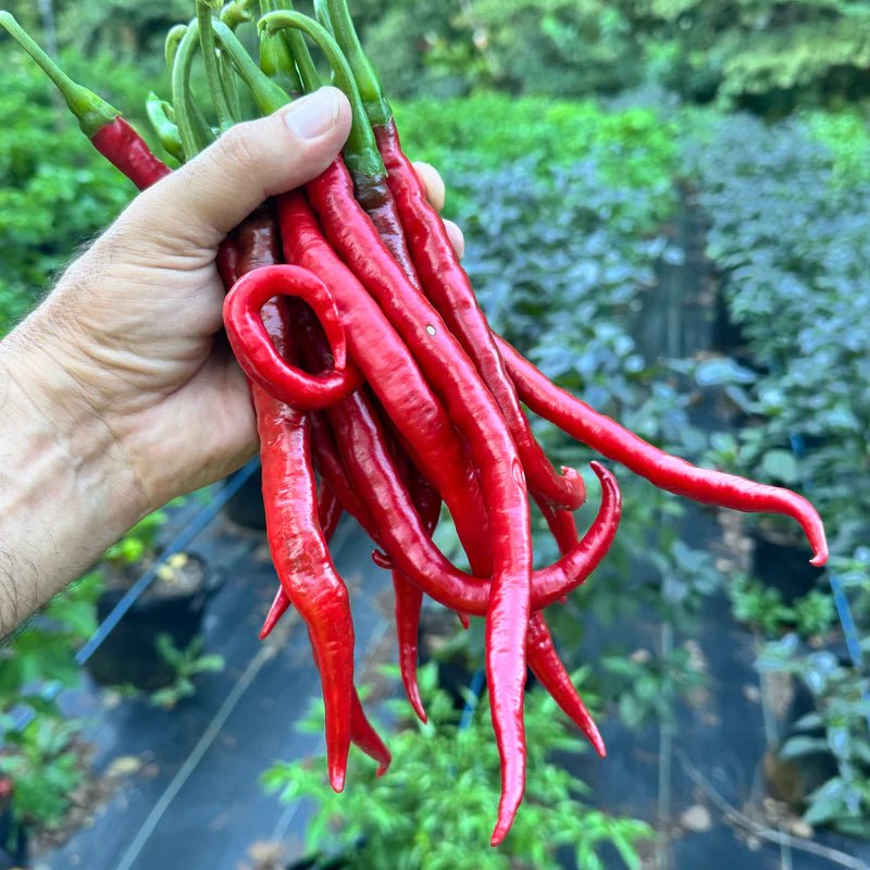 Chilli 'Joe's Long Cayenne' - Ladybird Nursery