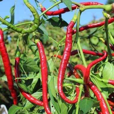 Chilli 'Joe's Long Cayenne' - Ladybird Nursery