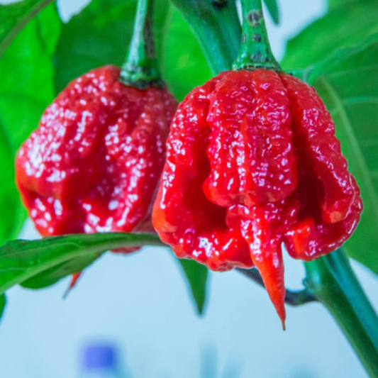 Chilli 'Maruga Scorpion' - Ladybird Nursery