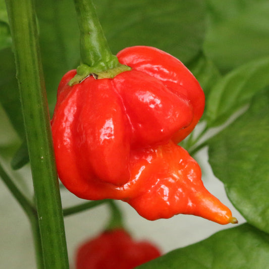 Chilli 'Maruga Scorpion' - Ladybird Nursery