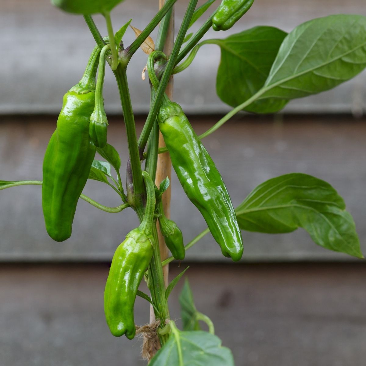 Chilli 'Pimientos De Padron' - Ladybird Nursery