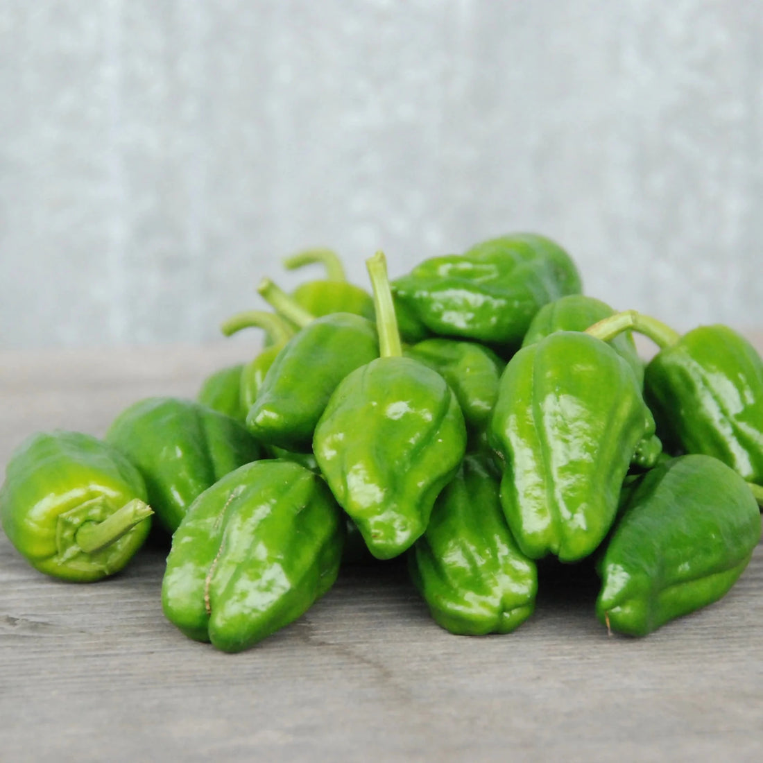 Chilli 'Pimientos De Padron' - Ladybird Nursery