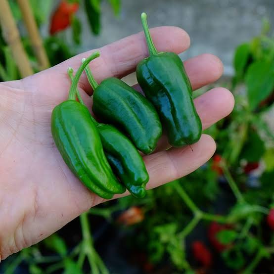 Chilli 'Pimientos De Padron' - Ladybird Nursery