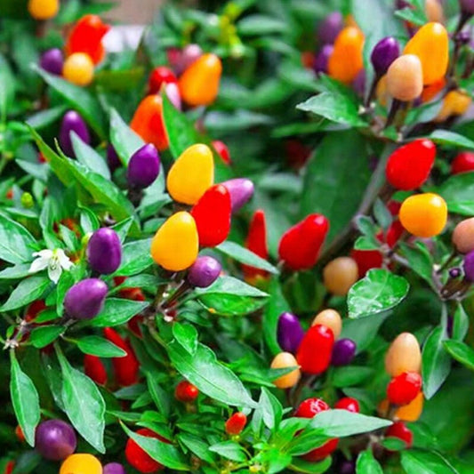 Chilli 'Rainbow' - Large - Ladybird Nursery