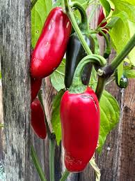 Chilli ‘Sriracha’ 140mm Pot - Ladybird Nursery