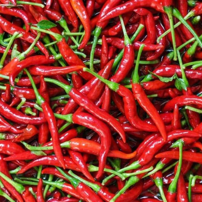 Chilli ‘Sriracha’ - Ladybird Nursery