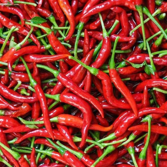 Chilli ‘Sriracha’ - Ladybird Nursery