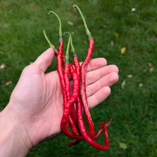 Chilli 'Thunder Mountain Long Horn' - Large - Ladybird Nursery