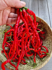 Chilli ‘Thunder Mountain Longhorn’ - Ladybird Nursery