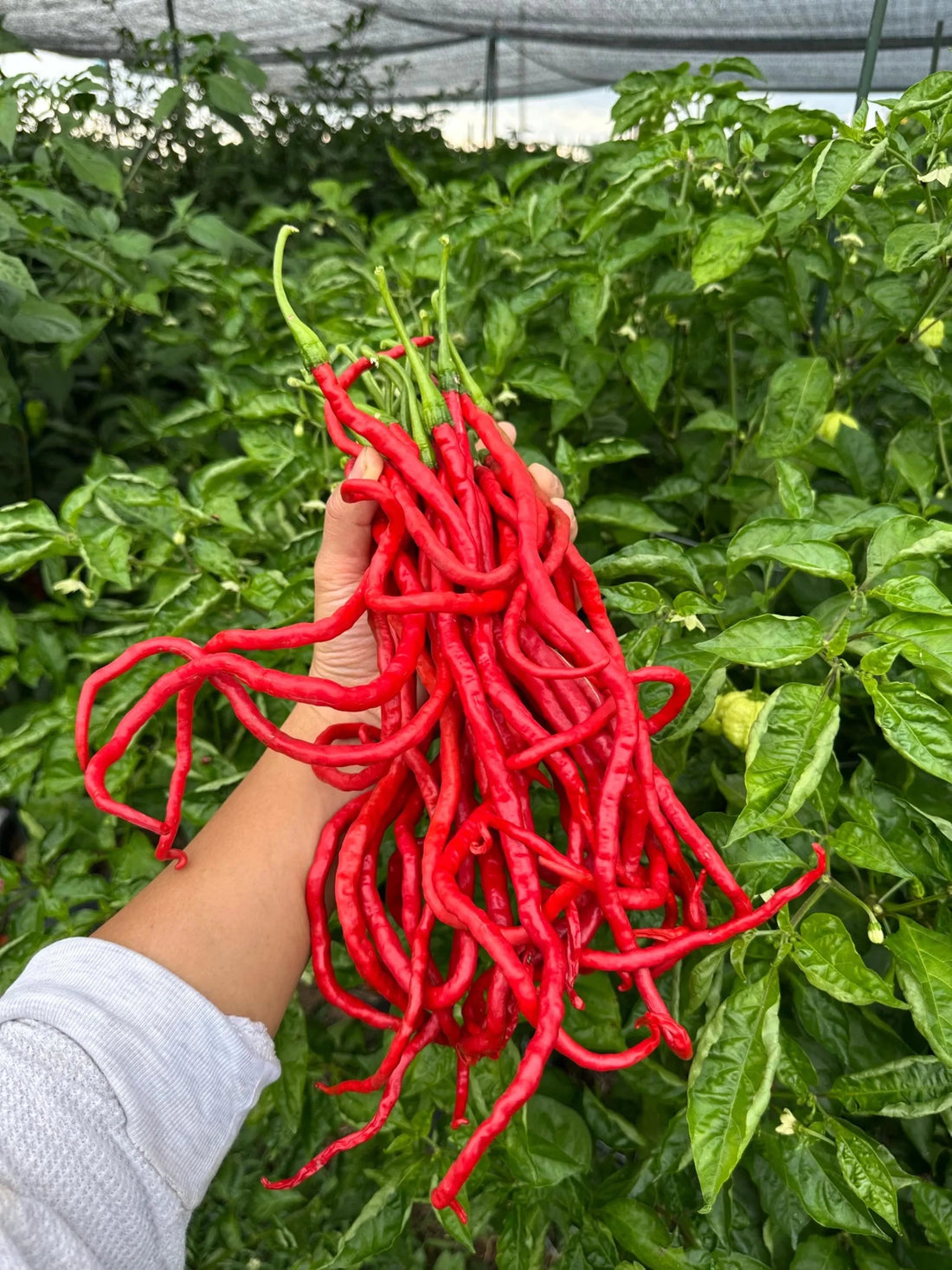 Chilli ‘Thunder Mountain Longhorn’ - Ladybird Nursery