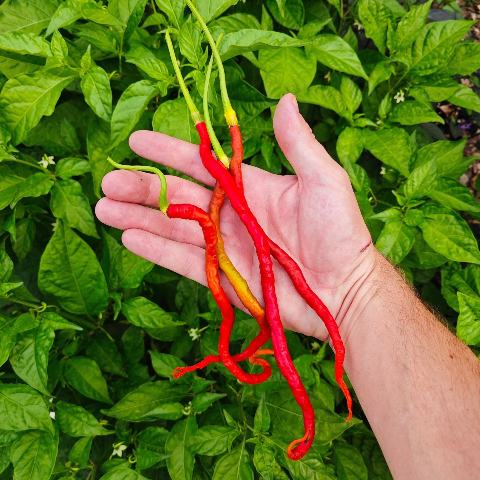 Chilli ‘Thunder Mountain Longhorn’ - Ladybird Nursery