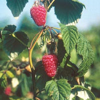 Raspberry Chilliwack - Ladybird Nursery
