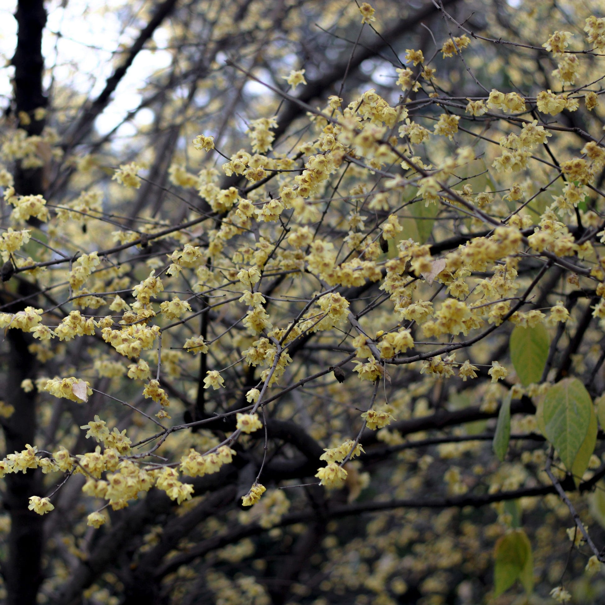 Wintersweet (Chimonanthus praecox)
