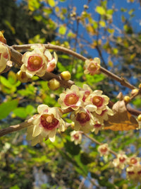 Wintersweet (Chimonanthus praecox)