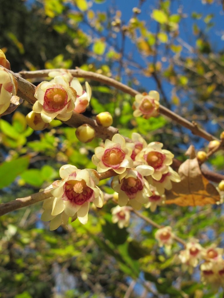 Wintersweet (Chimonanthus praecox) - Ladybird Nursery
