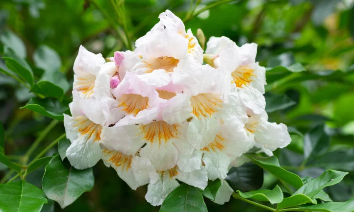 China Doll (Radermachera sinica)