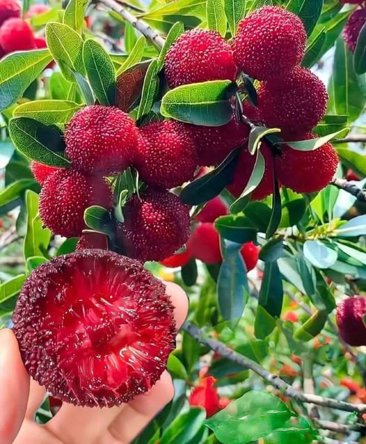 Chinese Bayberry 'Red' (Myrica rubra)
