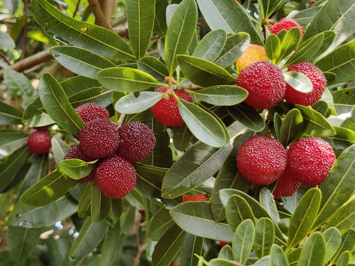 Chinese Bayberry 'Red' (Myrica rubra)