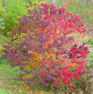 Chinese Tallow Tree (Triadica sebiferum)