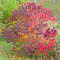 Chinese Tallow Tree (Triadica sebiferum)