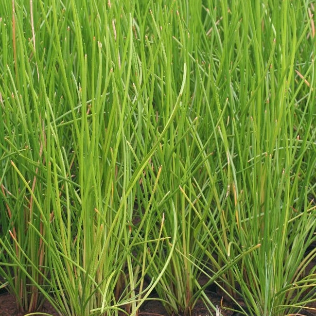 Chinese Water Chestnut