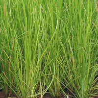 Chinese Water Chestnut