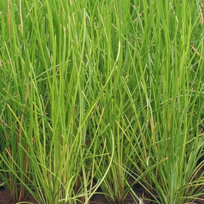 Chinese Water Chestnut - Ladybird Nursery