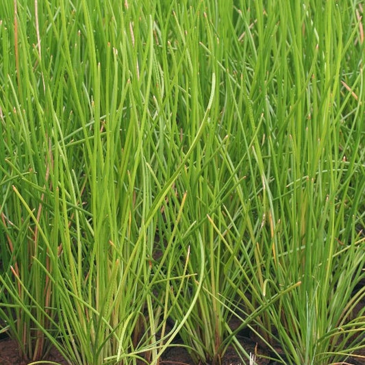 Chinese Water Chestnut