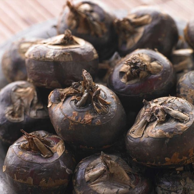 Chinese Water Chestnut - Ladybird Nursery